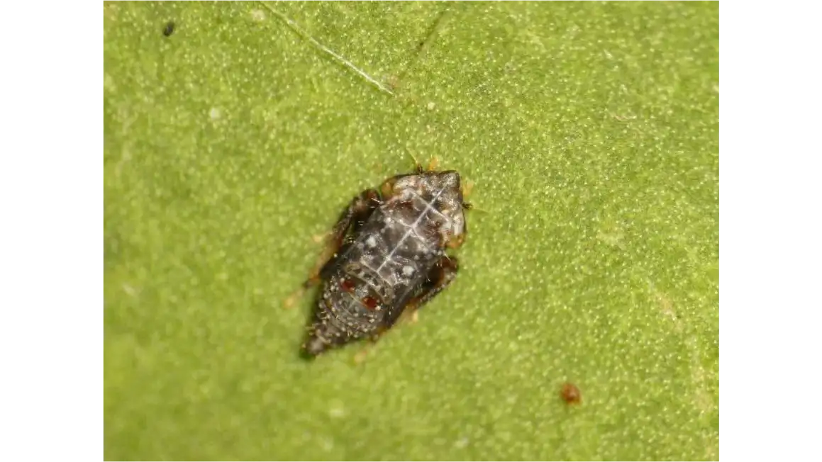 【特殊報】サカキにサカキブチヒメヨコバイ　県内で発生を初めて確認　島根県