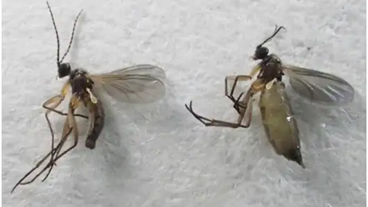 【特殊報】タマネギで「ネギネクロバネキノコバエ」県内で初めて確認　群馬県