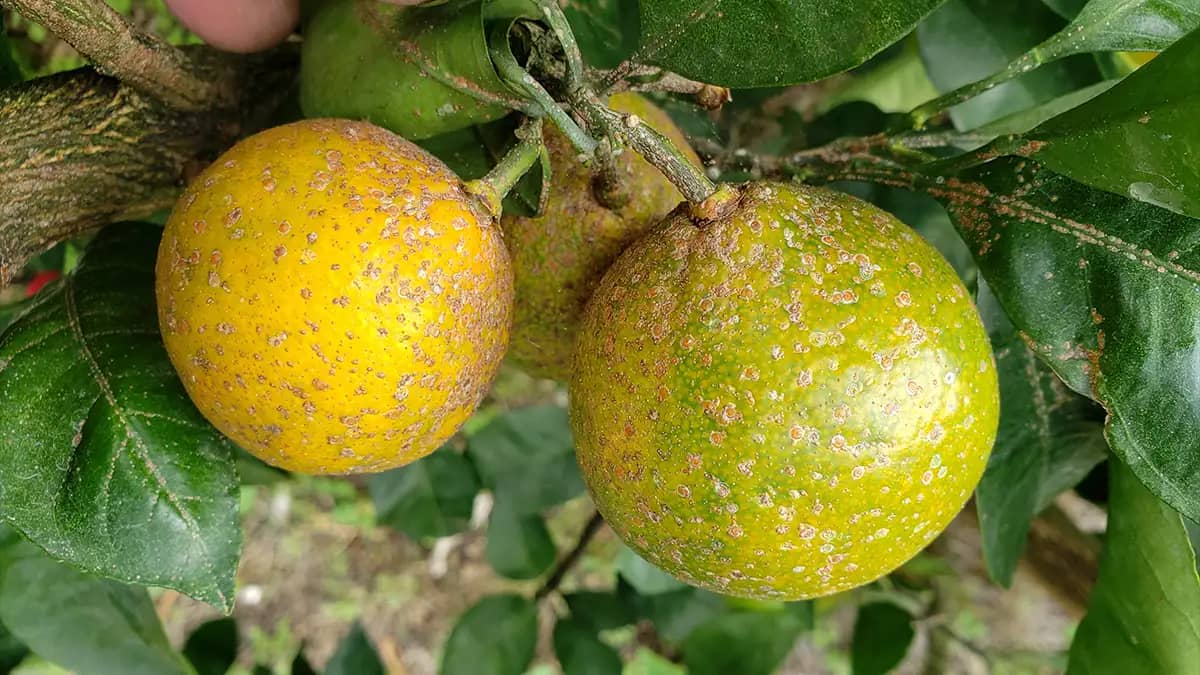 ミカン防除は梅雨期までに　＜2＞主要害虫と駆除のポイント【現場で役立つ農薬の基礎知識 2026】