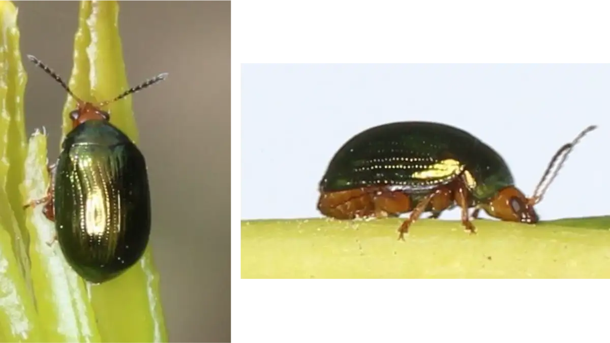 【特殊報】カンキツにカラタチトビハムシ　生産ほ場で初めて確認　東京都
