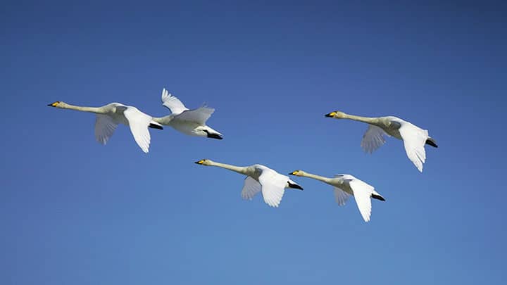 白鳥の里から　時田　則雄【特集：今こそ我らＪＡの出番】