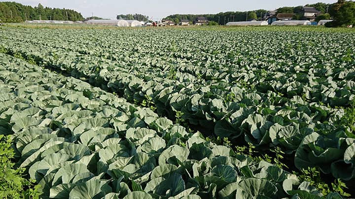 【特集：今こそ我らＪＡの出番】いまこそ農協の出番　生産者情報を発信　八木岡努　茨城県農協中央会会長