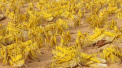 サバクトビバッタの繁殖行動を解明　効率的な防除に期待　国際農研
