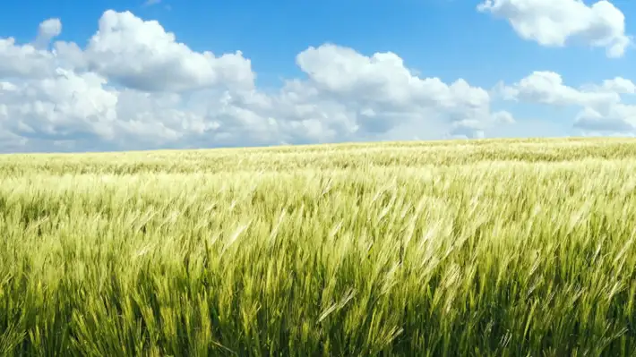 再生農業で環境負荷を低減した麦芽「リジェノヴァ」ビールに初めて採用　サッポロビール