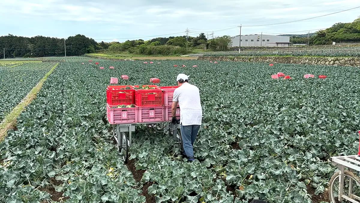 ブロッコリー収穫後の運搬負担を軽減「電動台車」を開発　ナサ工業