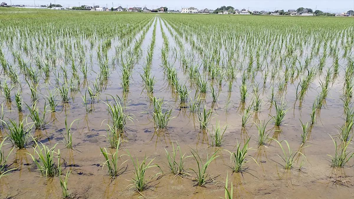 産地と実需の「困った」、同時に解決　広がる業務用米の「契約栽培」