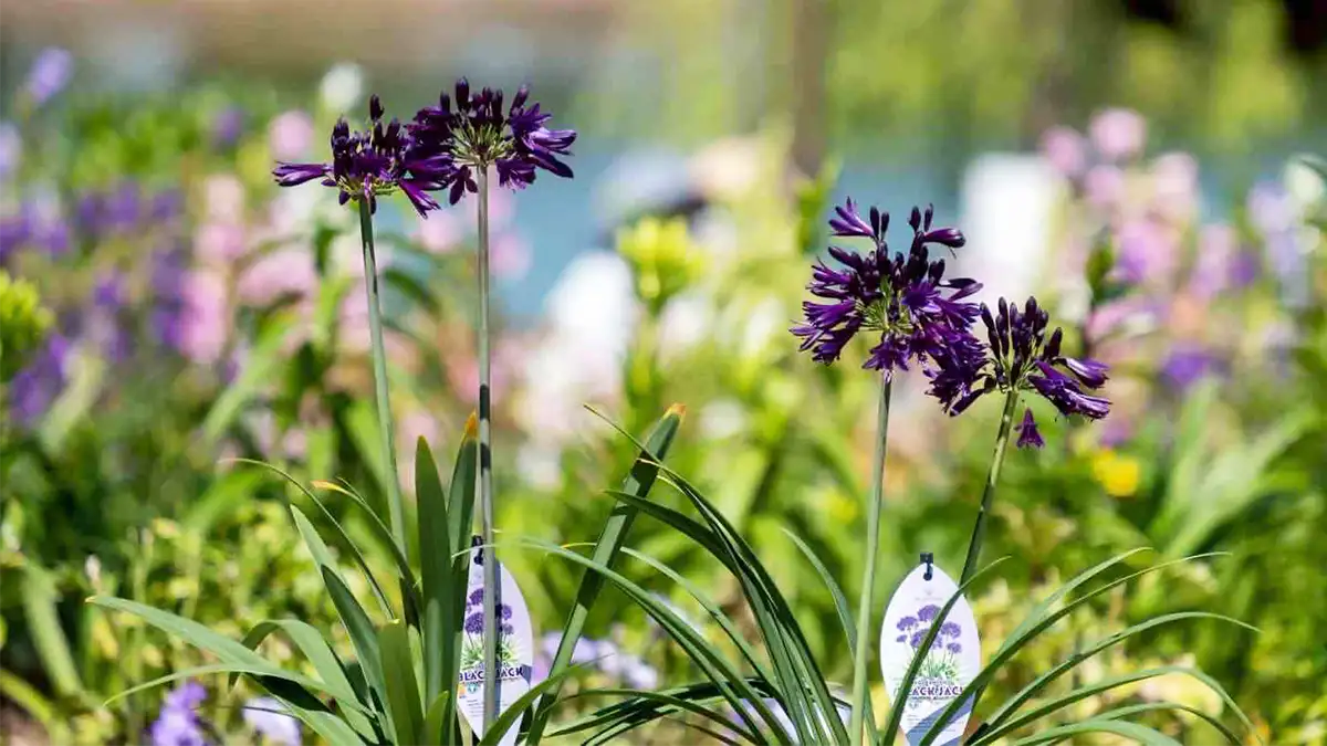 日本初　世界一の花「アガパンサス・ブラックジャック」福岡市から一般販売開始