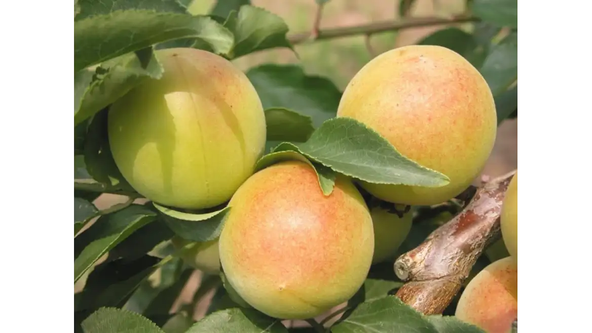 樹上完熟ならではの芳醇な香りと甘み　福井県産完熟梅「福太夫」販売開始　ＪＡタウン
