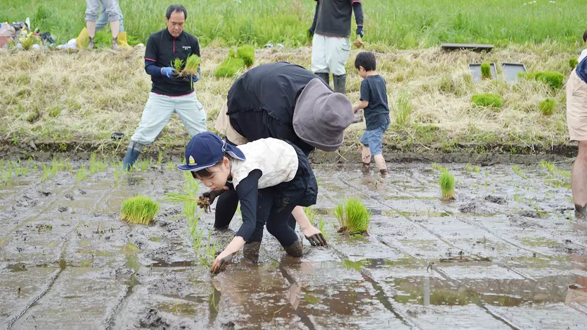 つくば市で田植え体験　稲刈りまでの連続企画スタート　パルシステム茨城 栃木