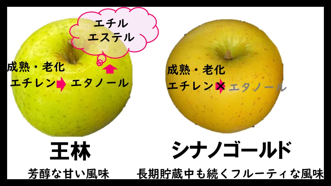 リンゴの貯蔵中に甘い風味が増す仕組みを解明　農研機構