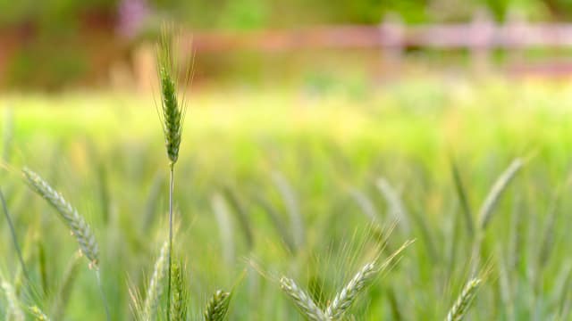 【注意報】麦類に赤かび病　多発のおそれ　熊本県