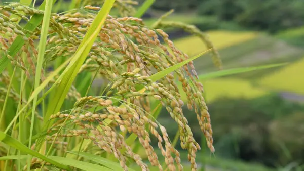 ウコギ・タラノキの芽【酒井惇一・昔の農村・今の世の中】第383回