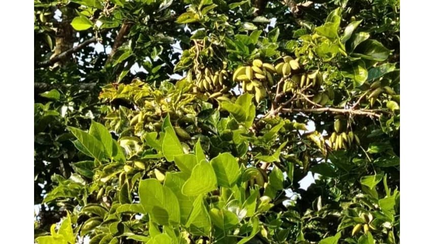 バイオ燃料原料植物「ポンガミア」の試験栽培プロジェクト開始