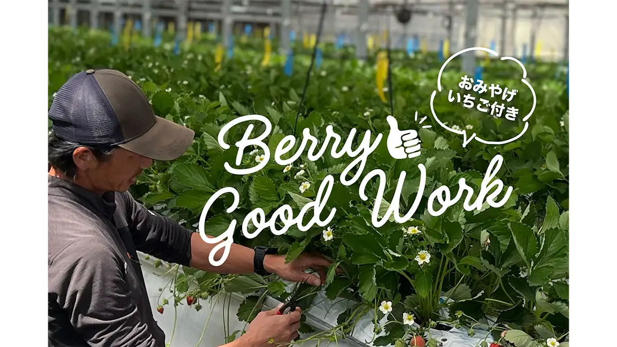 いちご農家の裏側に潜入　農業体験ワークショップ「Berry Good Work」開催　ミガキファーム