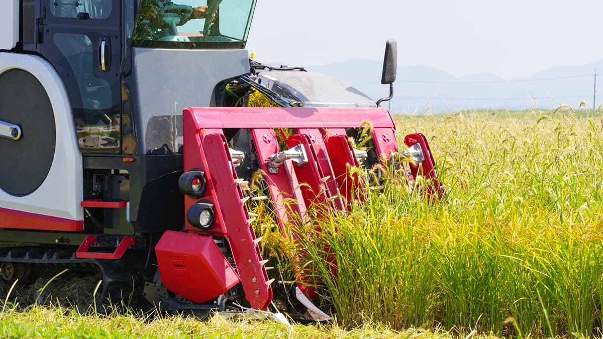 農薬の正しい使い方（78）脂質合成阻害（非ＡＣＣａｓｅ阻害）剤【今さら聞けない営農情報】第344回