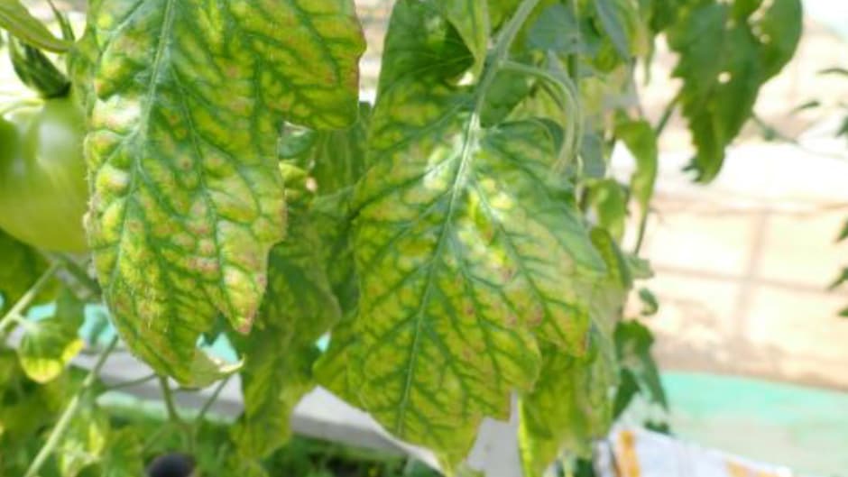 【特殊報】トマト黄化病　県内で発生を初めて確認　広島県