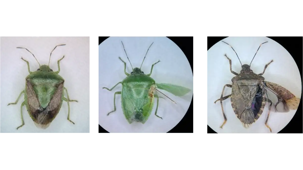 【注意報】モモ、ビワ等に果樹カメムシ類　県内全域で多発のおそれ　香川県
