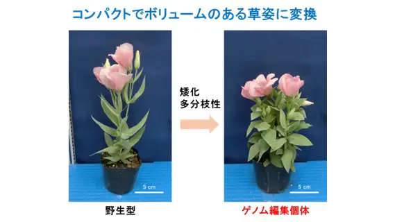 ゲノム編集技術でトルコギキョウを鉢花に適した草姿に改変　静岡大学