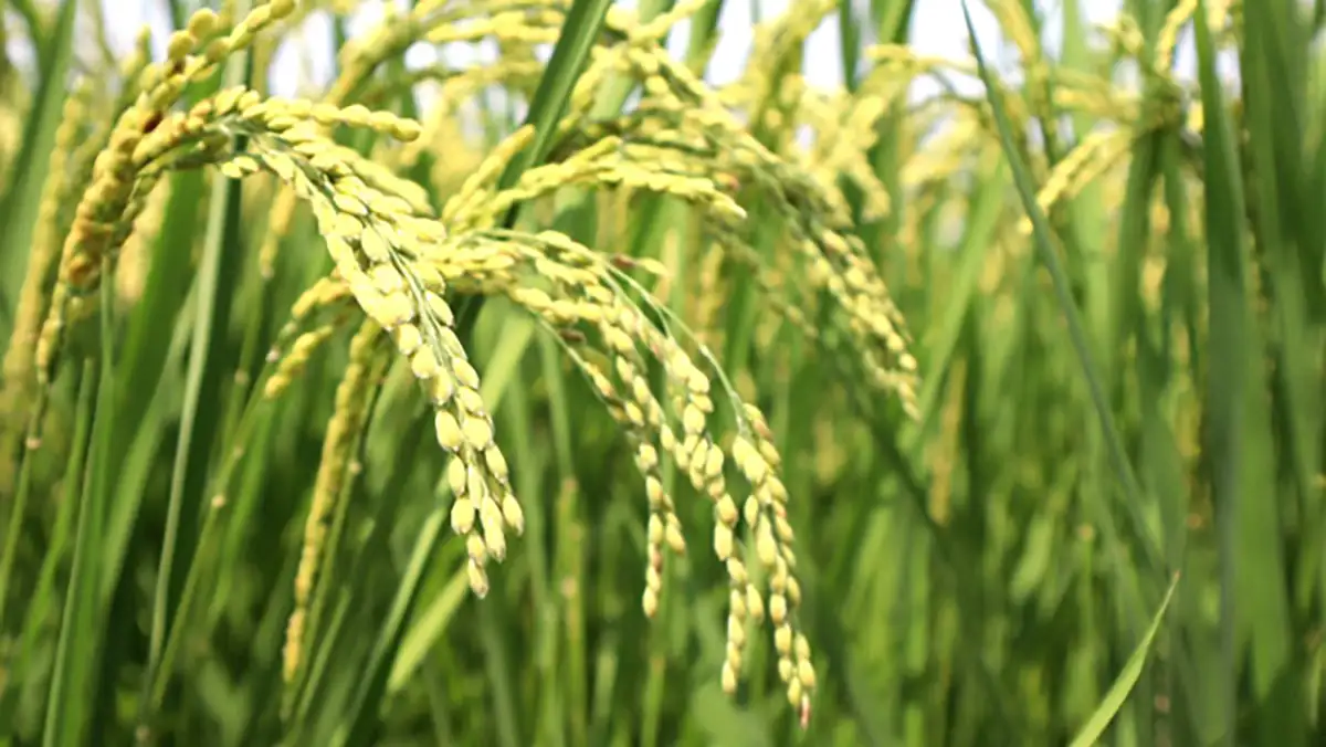 無駄に無駄を重ねる米粉用米支援政策【熊野孝文・米マーケット情報】