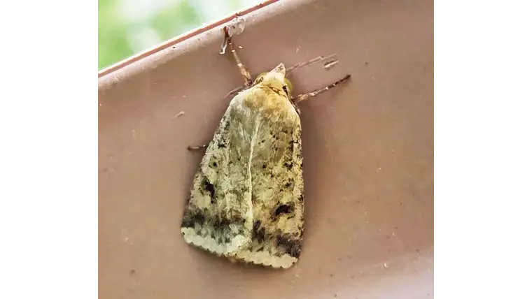 【注意報】果菜類や花き類にオオタバコガ　全道で多発のおそれ　北海道