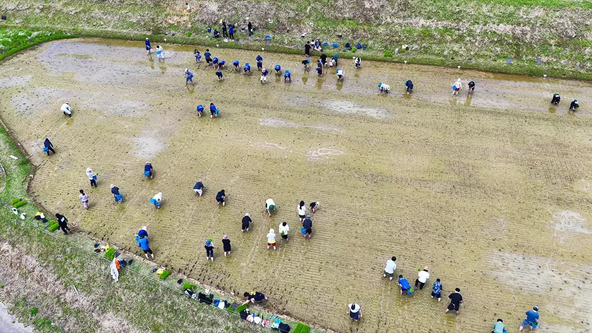 ヤマタネとARTH「長坂の棚田」で地域活性化に向けた取り組みを本格始動