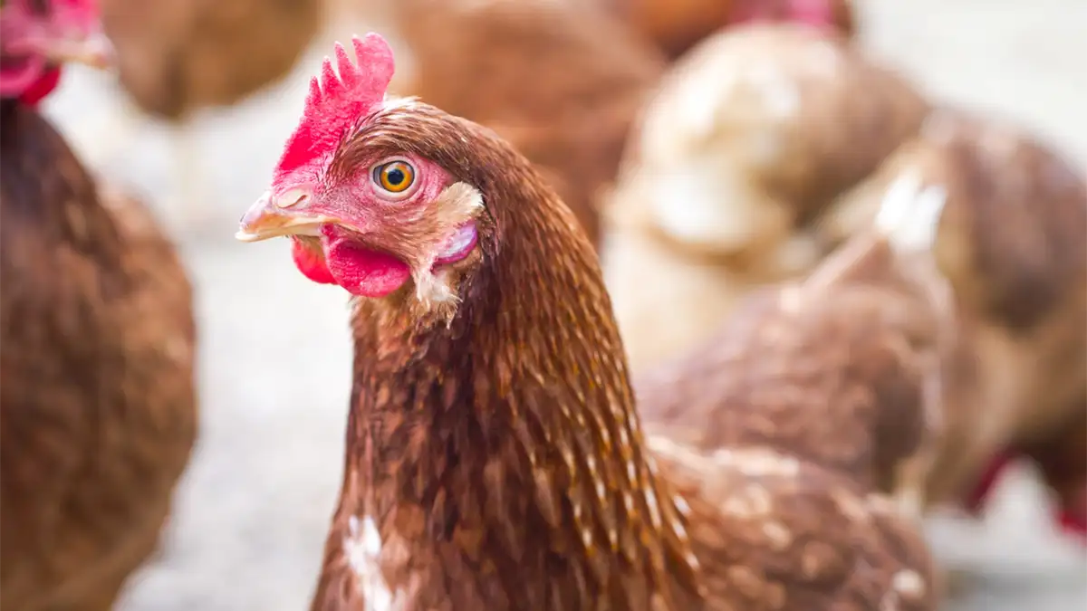 鳥インフル　ブラジルからの生きた家きん、家きん肉等　輸入停止措置を解除　農水省