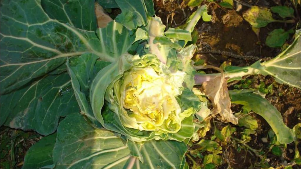 母ジカの農作物採食　世代を超えた成長促進効果をもたらすと判明