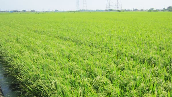 【現場から考える水田農業対策】持続可能な米　多用途化に活路