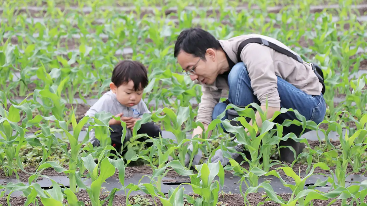 トウモロコシ畑の草取りや小松菜の収穫「宮田さんち」の畑で体験　パルシステム群馬