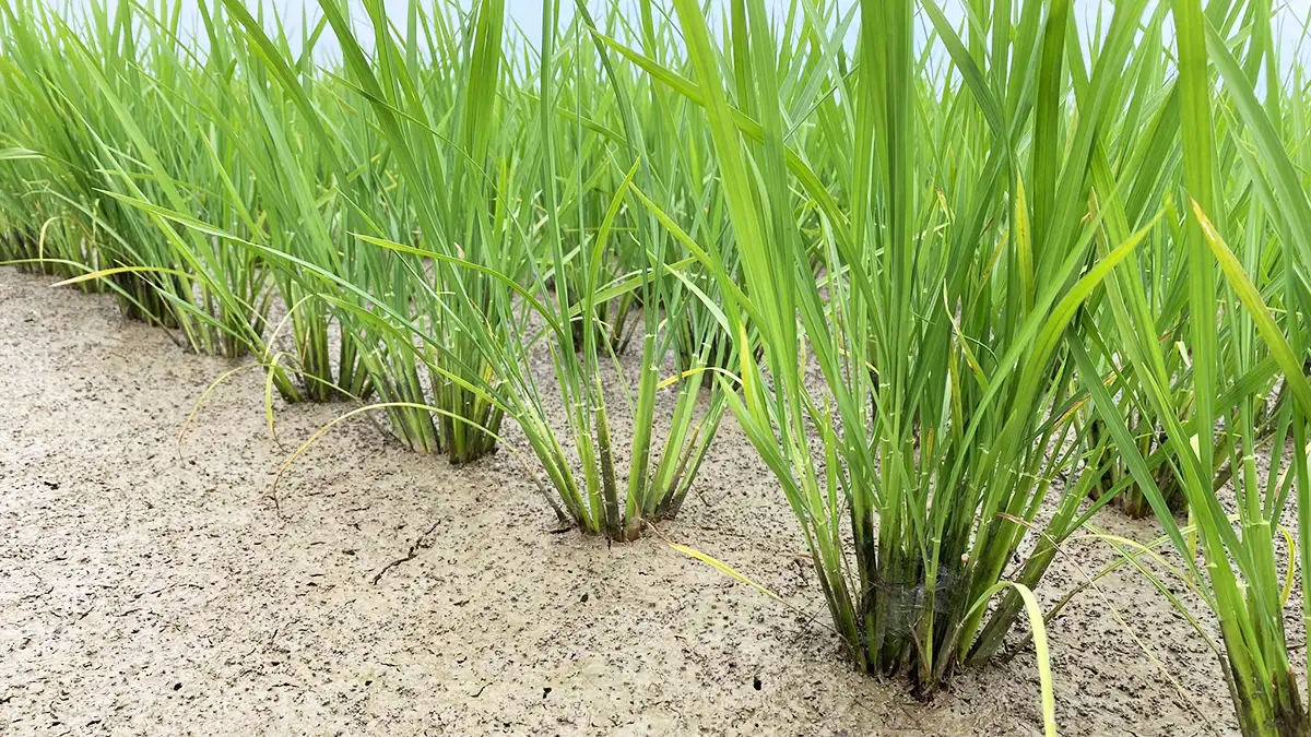 ENEOSと農業由来J-クレジット長期購入契約を締結　フェイガー