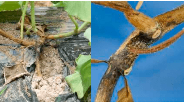 【特殊報】メロン炭腐病　県内で初めて確認　島根県