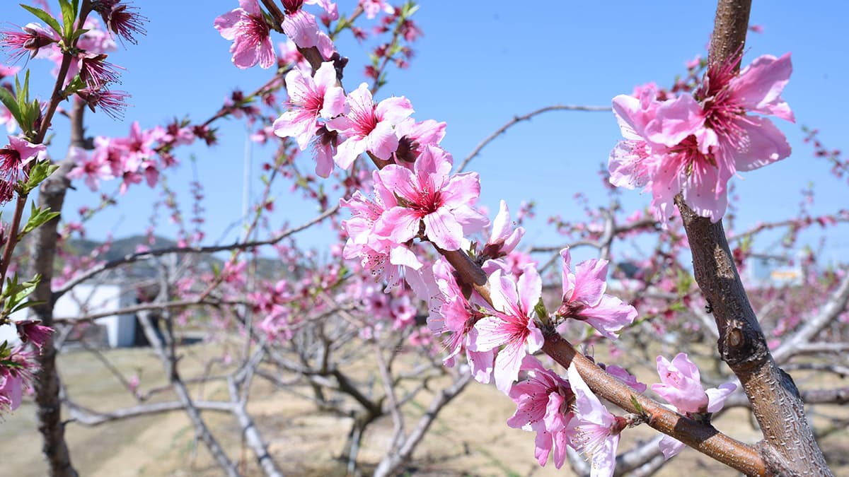 川西特産の早生桃　加茂地区で桃の花が春の訪れ告げる　兵庫県川西市