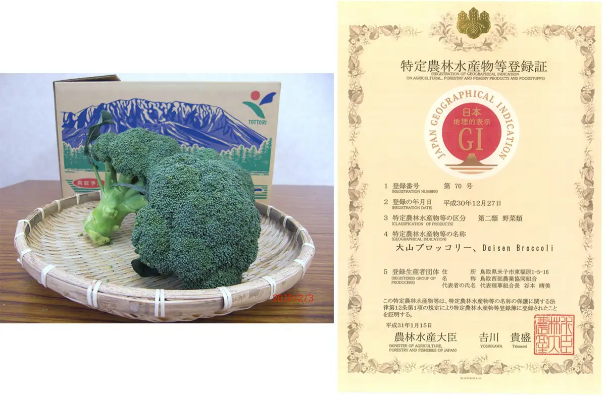 指定野菜入りの節目　日本唯一のGI登録「大山ブロッコリー」の魅力発信　鳥取県