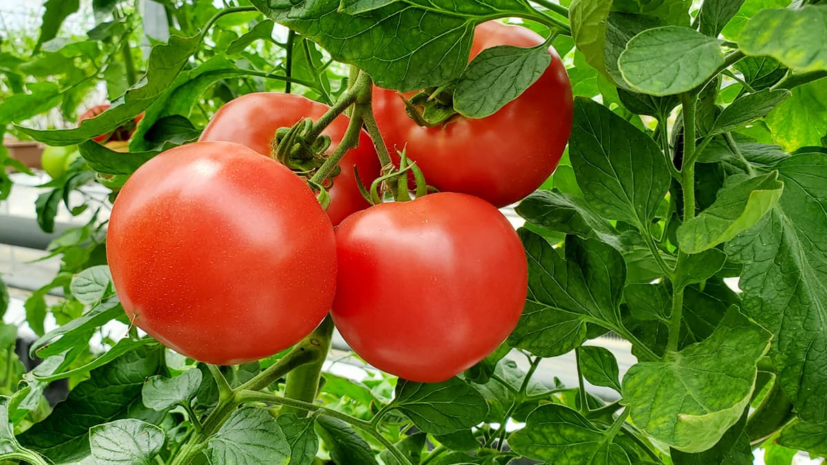 トマト生産、Ｋアグリ茨城など2社破産　病原ウイルスで被害　負債合計47億円