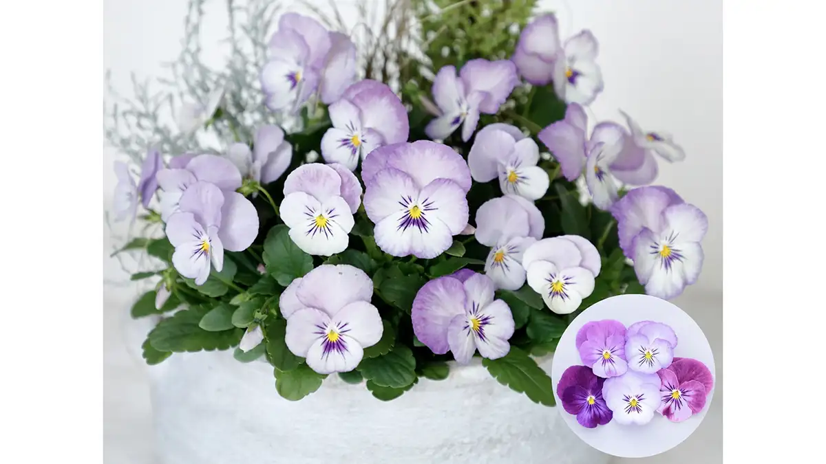 新色「よく咲くスミレ ラベンダーホイップ」発売　サカタのタネ