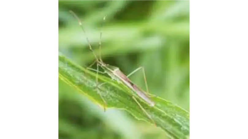 【注意報】早期水稲に斑点米カメムシ類　多発に注意　佐賀県
