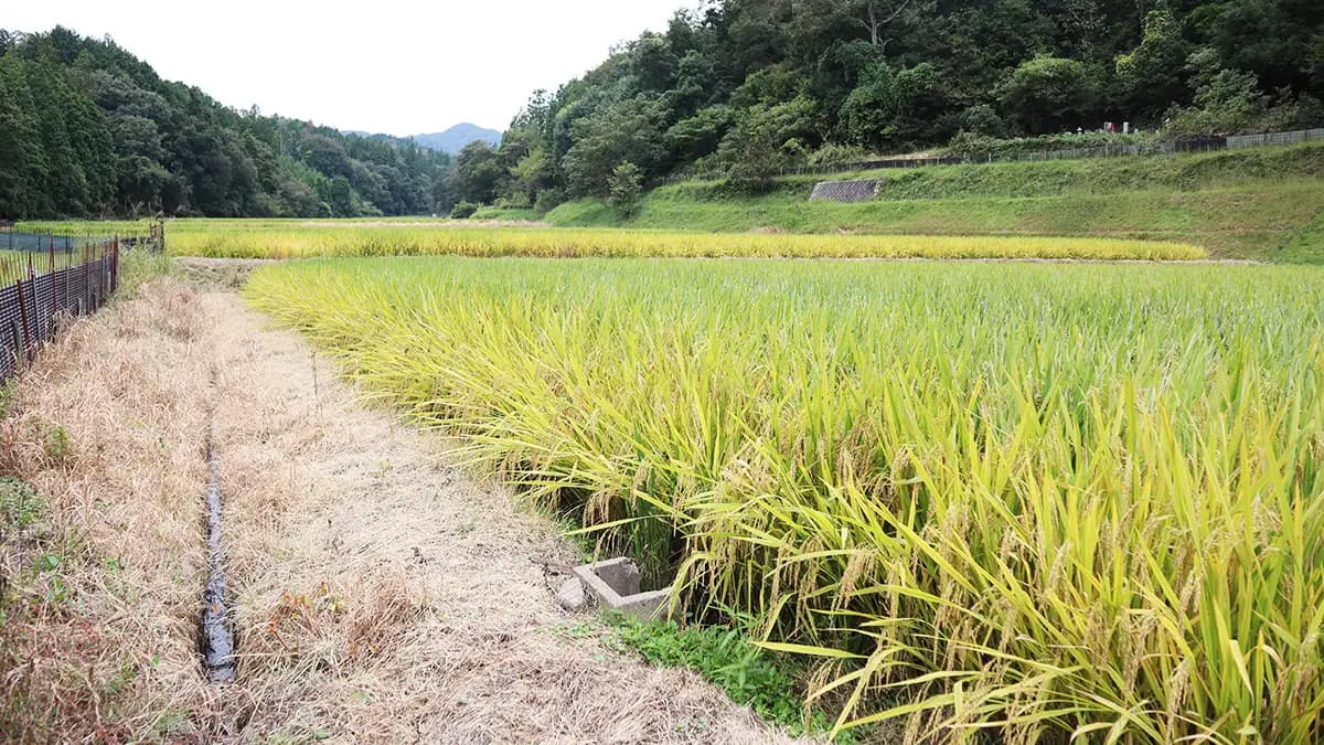 飼料用米　支援限定か　需要見込みは30～40万ｔ　鈴木農相