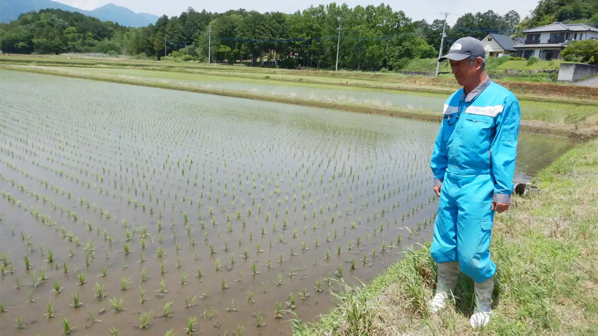 【ＪＡグループ茨城の挑戦】「種子こそ命の源」　県内最大の種子場・やさと農協の取り組み