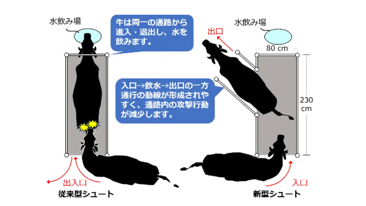 牛の攻撃行動が起こりにくい放牧牛の水飲み場誘導路「シュート」を開発　農研機構