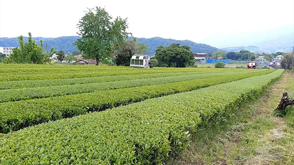 耕作放棄されかけた茶畑から有機JAS一番茶が誕生　神奈川県愛川町産「めでる茶」販売開始