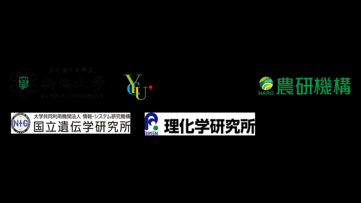 ダイズ種子発生のエピジェネティクス　ダイズの種子発生を支えるクロマチン制御機構の一端が明らかに
