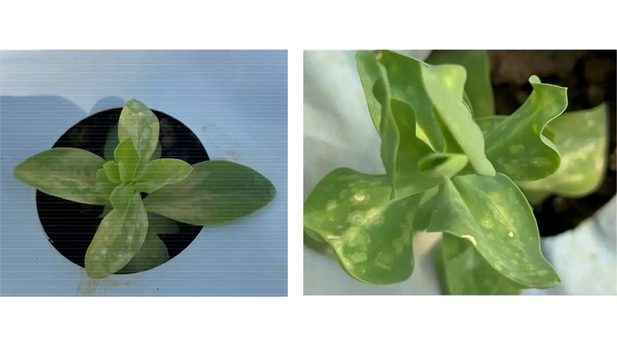 【特殊報】トルコギキョウ黄化えそ病　初めて確認　沖縄県