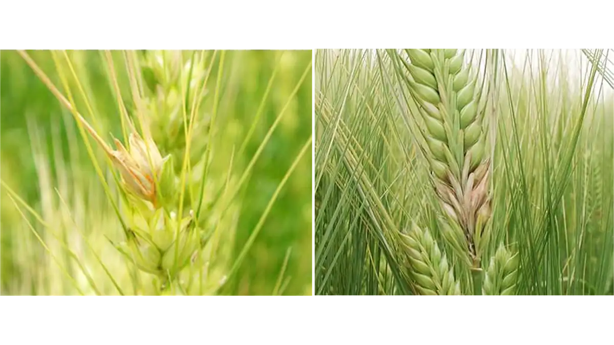 【注意報】麦類に赤かび病　防除の徹底を　福岡県