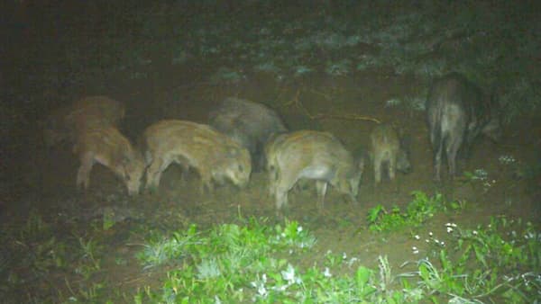 イノシシ対策【イタリア通信】