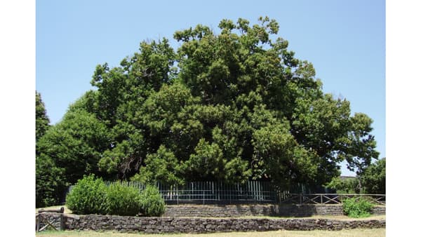 古木通してイタリアの地域文化と環境守る　ローマ在住ジャーナリスト・茜ヶ久保徹郎【イタリア通信】