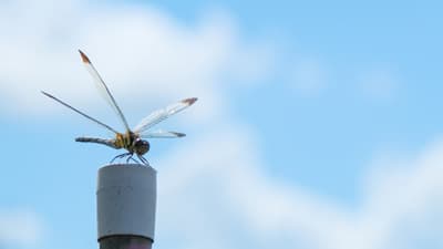 シンとんぼ（166）食料・農業・農村基本計画（8）農業の技術進歩が鈍化