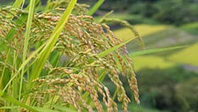 令和の子どもたちと金次郎の教え【酒井惇一・昔の農村・今の世の中】第115回