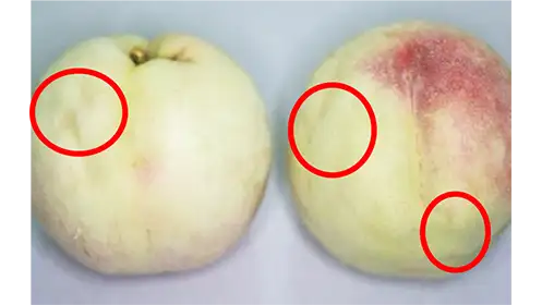 【注意報】うめ、もも、なし、かき、ぶどう、みかんに果樹カメムシ類　府内全域で多発のおそれ　大阪府