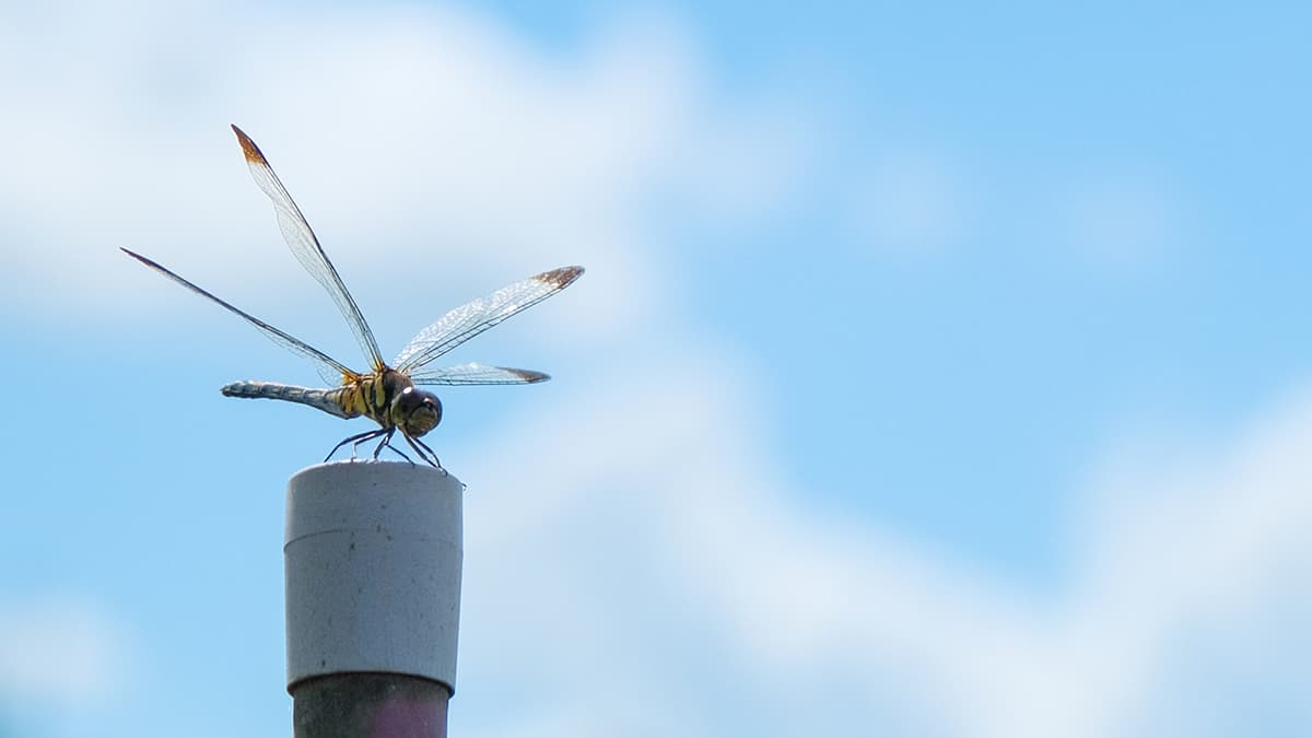 シンとんぼ（188）食料・農業・農村基本計画（30）かんしょに関するＫＰＩと施策