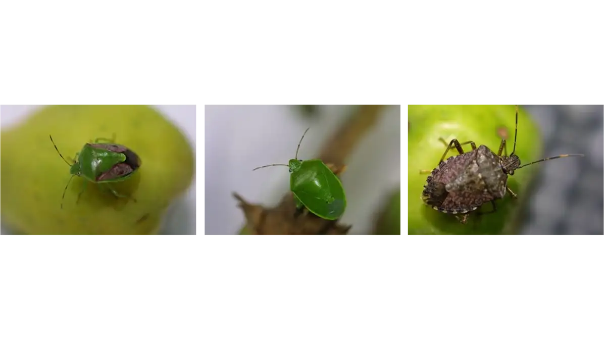 【注意報】果樹カメムシ類　越冬後成虫が多発生のおそれ　千葉県
